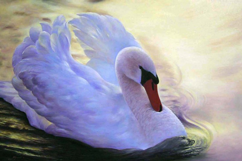 34 My beautiful swan